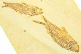 Plate With Two Fossil Fish (Knightia) - Wyoming #369538-1